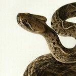 Year of the Snake