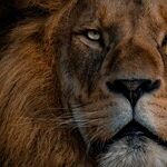 When the Moon Is a Lion