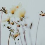 Dance of the Flower Crowns