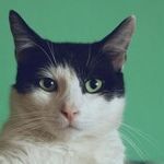 Lunar Cattitude