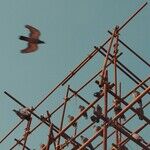 Planetary Squares; Paternal Scaffolding