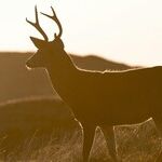 Buck Moon Premonition