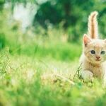 Planetary Kitten Play