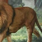 Lion Season