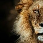 Love of the Lionhearted