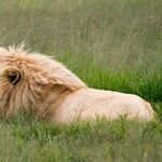 Venus Pounces Into Leo