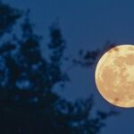Harvest Moon Whispers