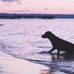 Dogs, Strangers and God