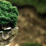 This Invasion Is Brought to You by ... Western Environmentalists