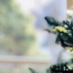 Christmas Gifts: The Newest Target of Climate Change Activists
