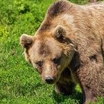 The Bear in the Woods