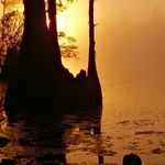 The Swamp Overflows