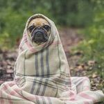 Pandemic Pups