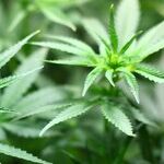 Big Cannabis and the Research Agenda