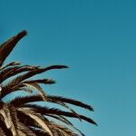 Gavin Newsom's Gruesome Laws