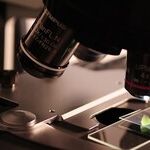 Will GOP Congress Fund 'Humanized Mice' Made From Aborted-Baby Organs?