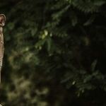 How Many Mountain Lions Are Too Many?
