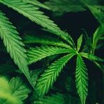 The Dope on Dope in Government-Run Schools
