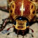 The Pest Years of Our Lives