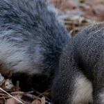 When Squirrels Attack