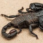 The Scorpion Whisperer