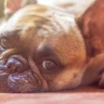 It's a Dog's Life (And I'm Envious)