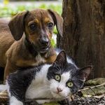 Inside Your Pet's (Literary) Brain