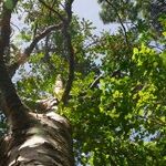 Arbor Day Kicked to the Curb