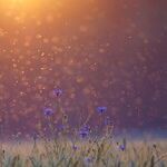 The Buzz on Mosquitoes