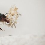 Ants Misbehavin'