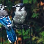 Birds' Words