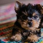 Banning Pet Sales