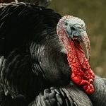 Thanksgiving Socialism