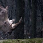 Loving Animals to Death
