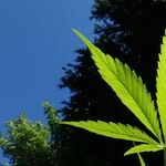 Legal Weed