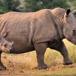 Save the Rhino!
