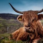 Where's the Beef?