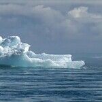 Save the Planet, Invest in Fossil Fuels