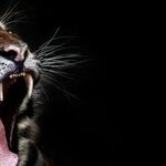 Trump Now Must Feed the Beast