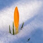 It's Springtime -- Somewhere