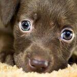Now, More Than Ever, You Need a Rescue Pet