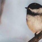 Mourning Doves and Chickadees