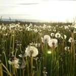 Warning: Just Reading About Bayer's Greed Can Cause Headaches