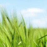 It's Time To Put Food Policy Back On The Table