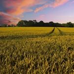 Coalitions Of Agriculture Outsiders Tackle Powerful Agribiz Insiders