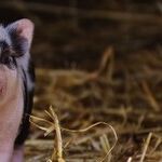 Corporations Are Playing With Our Food -- and With Our Heads
