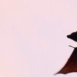 Trumponomics: Batman ... or Dracula?