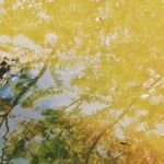If You Drain the Swamp, Where Do the Swamp Critters Go?