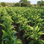 In This Season of Feasting, Let's Celebrate AgriCULTURE, Not AgriBUSINESS