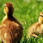 From Lame President to Lame Duck